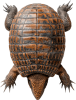 Armadillo